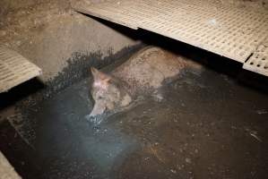 Sow fallen into waste pit under pens - Australian pig farming - Captured at Yelmah Piggery, Magdala SA Australia.