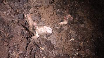 Pile of dead pigs outside - Australian pig farming - Captured at Yelmah Piggery, Magdala SA Australia.