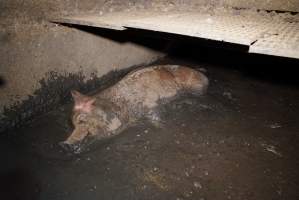 Sow fallen into waste pit under pens - Australian pig farming - Captured at Yelmah Piggery, Magdala SA Australia.