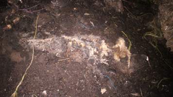 Pile of dead pigs outside - Australian pig farming - Captured at Yelmah Piggery, Magdala SA Australia.