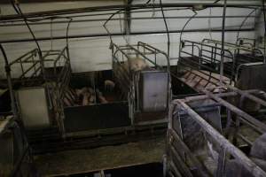 Farrowing crates at Finniss Park Piggery SA - Australian pig farming - Captured at Finniss Park Piggery, Mannum SA Australia.