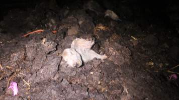 Pile of dead pigs outside - Australian pig farming - Captured at Yelmah Piggery, Magdala SA Australia.