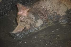Sow fallen into waste pit under pens - Australian pig farming - Captured at Yelmah Piggery, Magdala SA Australia.