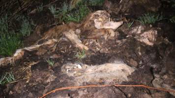 Pile of dead pigs outside - Australian pig farming - Captured at Yelmah Piggery, Magdala SA Australia.