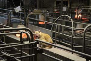 Cat in farrowing shed - Blood on face after eating piglets - Captured at Yelmah Piggery, Magdala SA Australia.