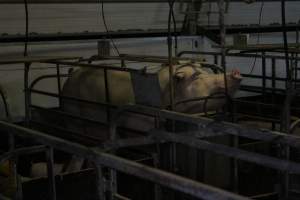 Farrowing crates at Finniss Park Piggery SA - Australian pig farming - Captured at Finniss Park Piggery, Mannum SA Australia.