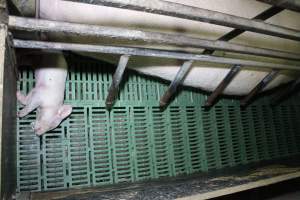 Farrowing crates at Finniss Park Piggery SA - Australian pig farming - Captured at Finniss Park Piggery, Mannum SA Australia.