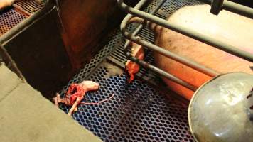 Half-eaten piglet - Australian pig farming - Captured at Yelmah Piggery, Magdala SA Australia.