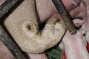 Farrowing crates at Finniss Park Piggery SA - Australian pig farming - Captured at Finniss Park Piggery, Mannum SA Australia.