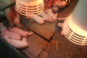 Farrowing crates at Yelmah Piggery SA - Australian pig farming - Captured at Yelmah Piggery, Magdala SA Australia.