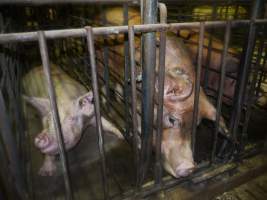 Sow stalls - Australian pig farming - Captured at Grong Grong Piggery, Grong Grong NSW Australia.