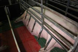 Farrowing crates at Finniss Park Piggery SA - Australian pig farming - Captured at Finniss Park Piggery, Mannum SA Australia.
