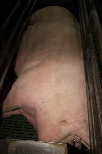 Farrowing crates at Finniss Park Piggery SA - Australian pig farming - Captured at Finniss Park Piggery, Mannum SA Australia.