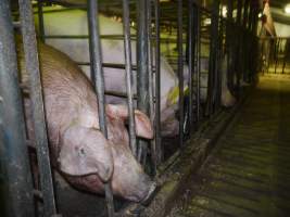 Sow stalls - Australian pig farming - Captured at Grong Grong Piggery, Grong Grong NSW Australia.