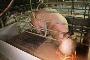 Farrowing crates at Yelmah Piggery SA - Australian pig farming - Captured at Yelmah Piggery, Magdala SA Australia.