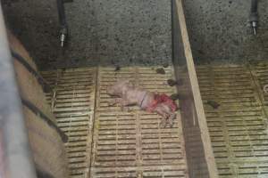 Farrowing crates at Yelmah Piggery SA - Australian pig farming - Captured at Yelmah Piggery, Magdala SA Australia.