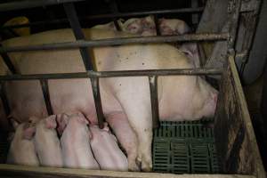 Farrowing crates at Finniss Park Piggery SA - Australian pig farming - Captured at Finniss Park Piggery, Mannum SA Australia.