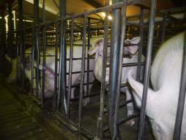 Sow stalls - Australian pig farming - Captured at Grong Grong Piggery, Grong Grong NSW Australia.