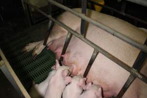 Farrowing crates at Finniss Park Piggery SA - Australian pig farming - Captured at Finniss Park Piggery, Mannum SA Australia.