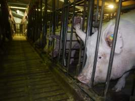 Sow stalls - Australian pig farming - Captured at Grong Grong Piggery, Grong Grong NSW Australia.