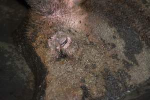 Sow fallen into waste pit under pens - Australian pig farming - Captured at Yelmah Piggery, Magdala SA Australia.