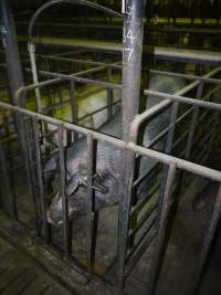 Sow stalls - Australian pig farming - Captured at Grong Grong Piggery, Grong Grong NSW Australia.