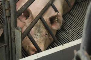 Farrowing crates at Yelmah Piggery SA - Australian pig farming - Captured at Yelmah Piggery, Magdala SA Australia.