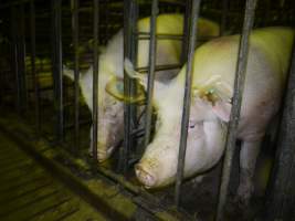 Sow stalls - Australian pig farming - Captured at Grong Grong Piggery, Grong Grong NSW Australia.