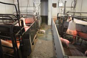 Piglet loose in aisle of farrowing room - Australian pig farming - Captured at Yelmah Piggery, Magdala SA Australia.