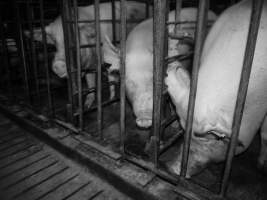 Sow stalls - Australian pig farming - Captured at Grong Grong Piggery, Grong Grong NSW Australia.