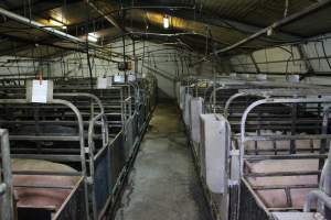 Farrowing crates at Finniss Park Piggery SA - Australian pig farming - Captured at Finniss Park Piggery, Mannum SA Australia.