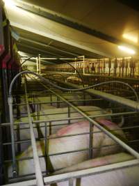 Sow stalls - Australian pig farming - Captured at Grong Grong Piggery, Grong Grong NSW Australia.