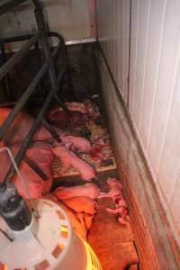 Farrowing crates at Yelmah Piggery SA - Australian pig farming - Captured at Yelmah Piggery, Magdala SA Australia.