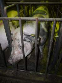 Sow stalls - Australian pig farming - Captured at Grong Grong Piggery, Grong Grong NSW Australia.