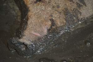 Sow fallen into waste pit under pens - Australian pig farming - Captured at Yelmah Piggery, Magdala SA Australia.