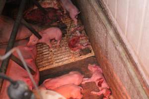 Farrowing crates at Yelmah Piggery SA - Australian pig farming - Captured at Yelmah Piggery, Magdala SA Australia.