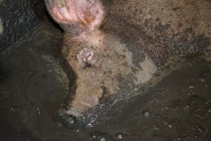 Sow fallen into waste pit under pens - Australian pig farming - Captured at Yelmah Piggery, Magdala SA Australia.