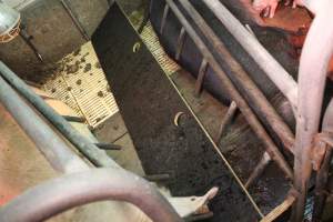 Farrowing crates at Yelmah Piggery SA - Australian pig farming - Captured at Yelmah Piggery, Magdala SA Australia.