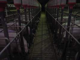 Sow stalls - Australian pig farming - Captured at Grong Grong Piggery, Grong Grong NSW Australia.