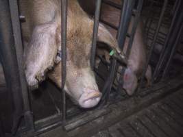 Sow stalls - Australian pig farming - Captured at Grong Grong Piggery, Grong Grong NSW Australia.