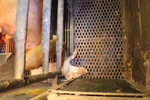 Farrowing crates at Yelmah Piggery SA - Australian pig farming - Captured at Yelmah Piggery, Magdala SA Australia.