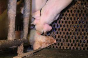 Farrowing crates at Yelmah Piggery SA - Australian pig farming - Captured at Yelmah Piggery, Magdala SA Australia.