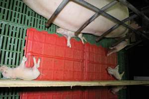 Farrowing crates at Finniss Park Piggery SA - Australian pig farming - Captured at Finniss Park Piggery, Mannum SA Australia.