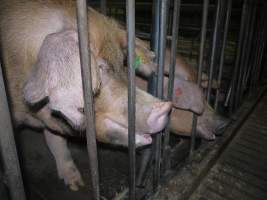 Sow stalls - Australian pig farming - Captured at Grong Grong Piggery, Grong Grong NSW Australia.