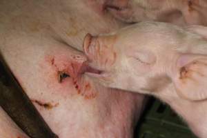 Piglet suckling, teat cut or scratched - Australian pig farming - Captured at Finniss Park Piggery, Mannum SA Australia.