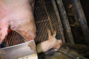 Farrowing crates at Yelmah Piggery SA - Australian pig farming - Captured at Yelmah Piggery, Magdala SA Australia.