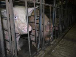 Sow stalls - Australian pig farming - Captured at Grong Grong Piggery, Grong Grong NSW Australia.