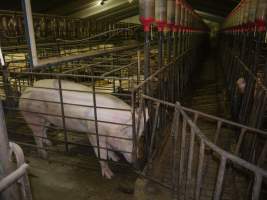 Sow stalls - Australian pig farming - Captured at Grong Grong Piggery, Grong Grong NSW Australia.