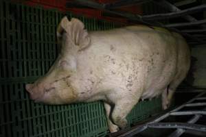 Farrowing crates at Finniss Park Piggery SA - Australian pig farming - Captured at Finniss Park Piggery, Mannum SA Australia.