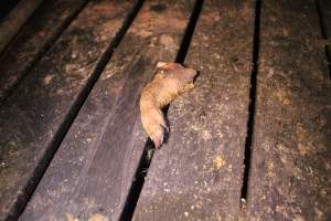 Severed leg of piglet - Australian pig farming - Captured at Yelmah Piggery, Magdala SA Australia.